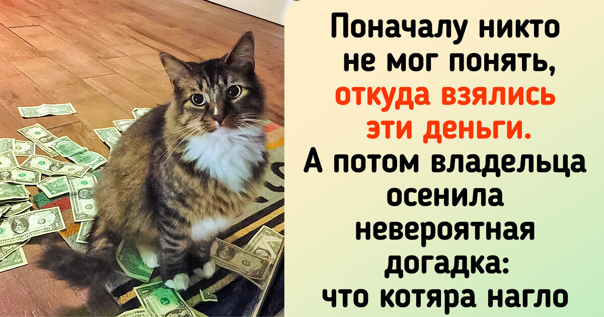 Люди начали находить купюры рядом с котом, которого приютили. Оказалось, у пушистика был секрет Люди начали находить купюры рядом с котом, которого приютили. Оказалось, у пушистика был секрет