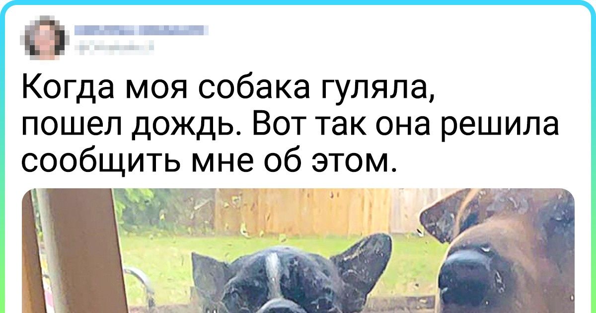 17 доказательств того, что животные по-разному реагируют на сырость за окном 17 доказательств того, что животные по-разному реагируют на сырость за окном