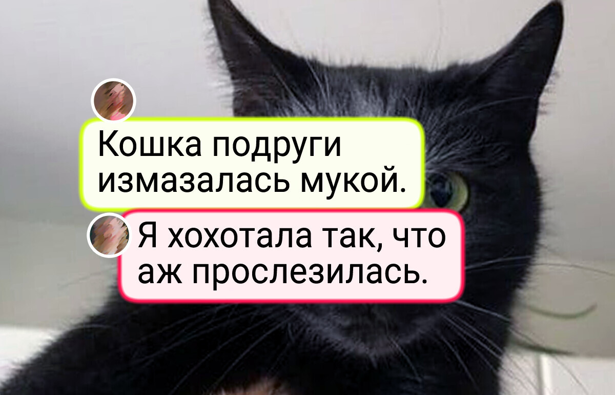 19 питомцев, которые натворили дел, но вину, судя по мордашкам, признавать отказываются 19 питомцев, которые натворили дел, но вину, судя по мордашкам, признавать отказываются