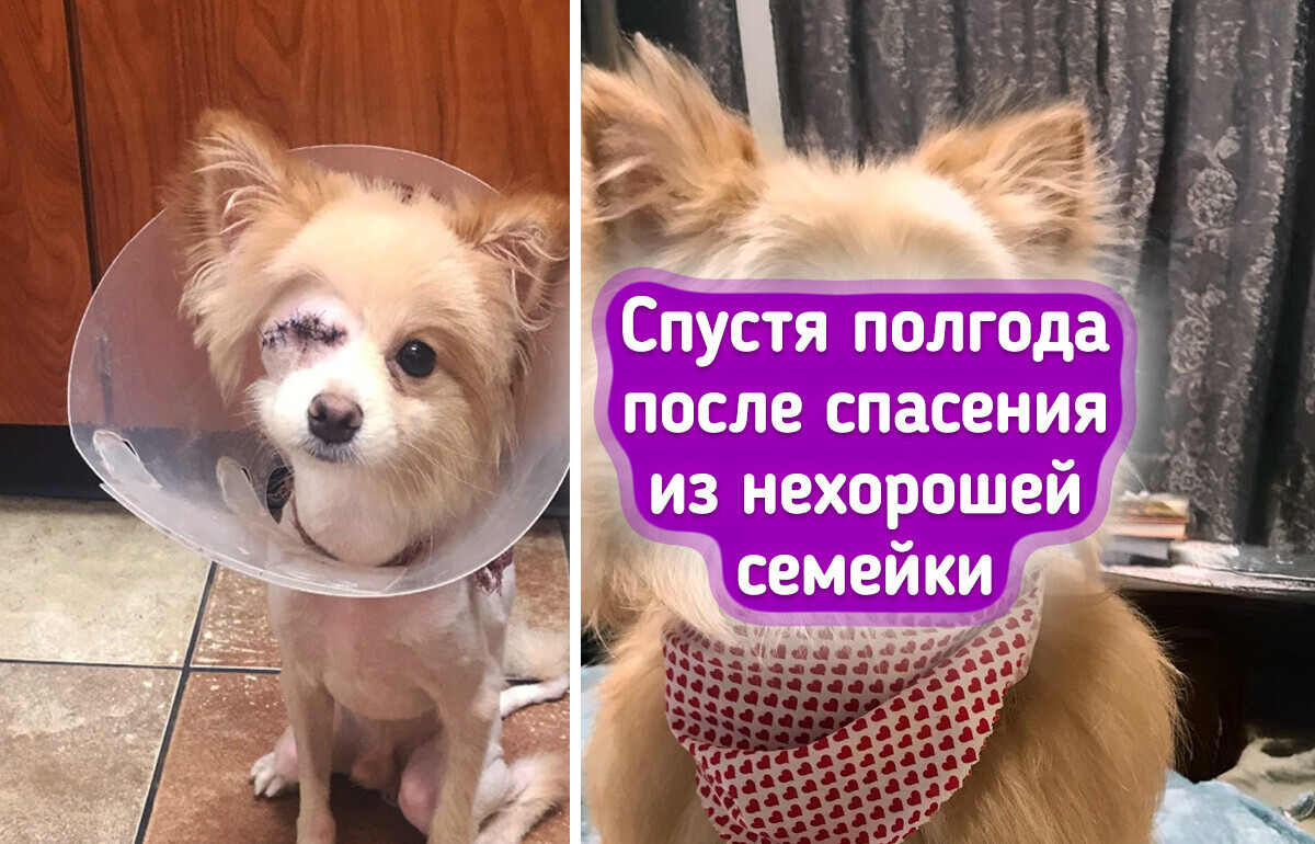 20 пушистиков, которые расцвели в правильных руках