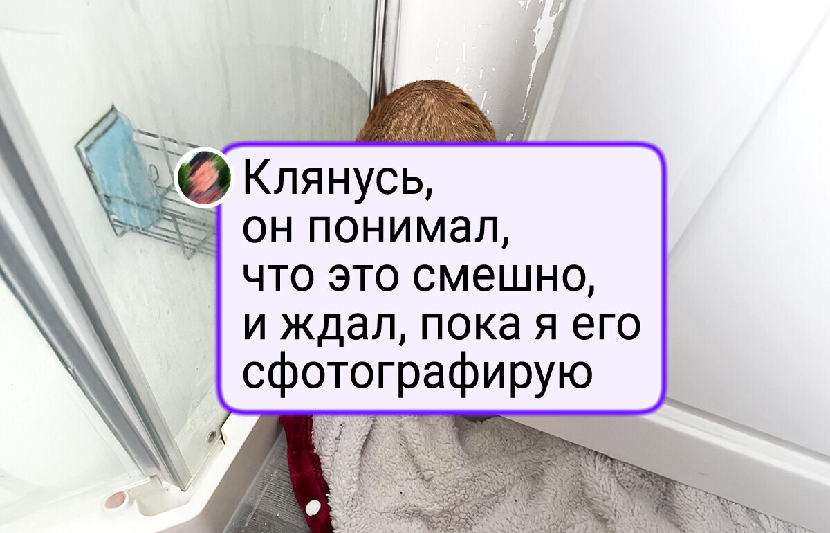 20+ комичных котиков, чьи выходки подарили хозяевам уйму впечатлений