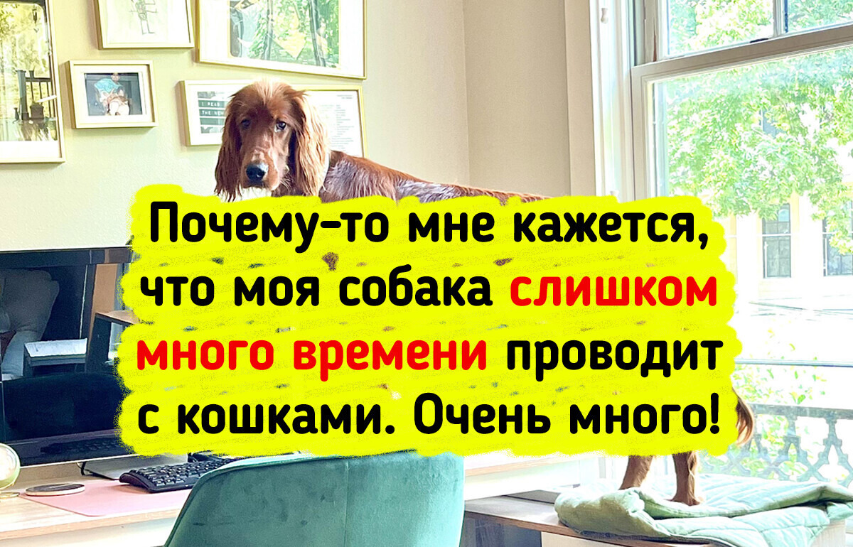 15 домашних животных, при виде которых не знаешь, смеяться надо или плакать 15 домашних животных, при виде которых не знаешь, смеяться надо или плакать