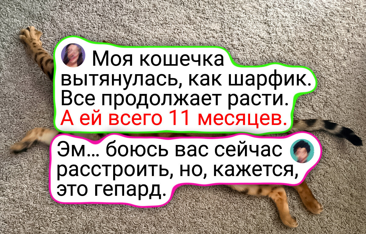 20 котов, чьей харизме и фотогеничности можно лишь завидовать и аплодировать