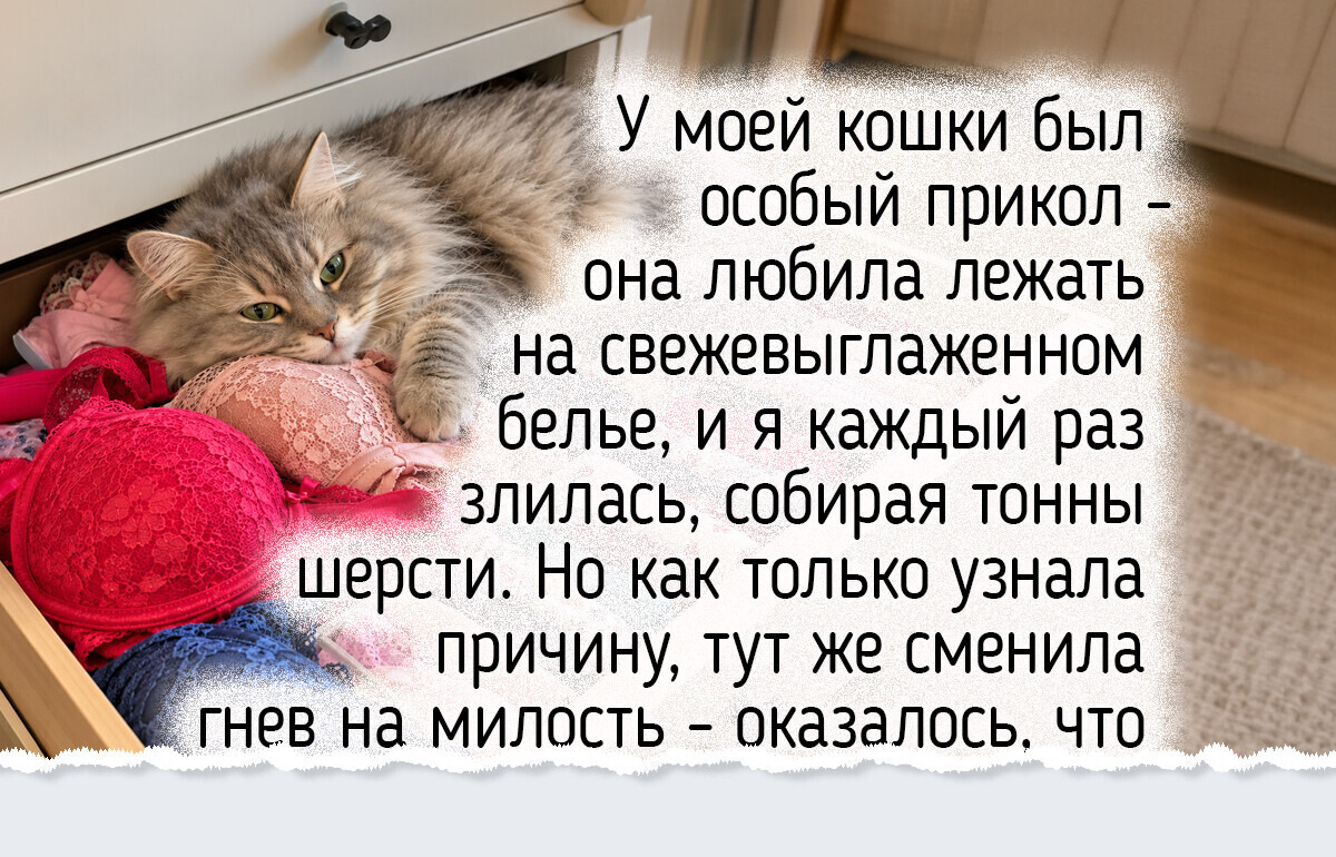 13 привычек кошек, которые с виду кажутся непонятными, но имеют простое объяснение