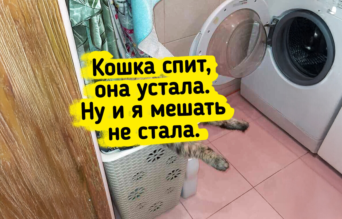 От пальмы до тренажера: 20 питомцев, которые уверены, что в этом доме правила устанавливают они От пальмы до тренажера: 20 питомцев, которые уверены, что в этом доме правила устанавливают они