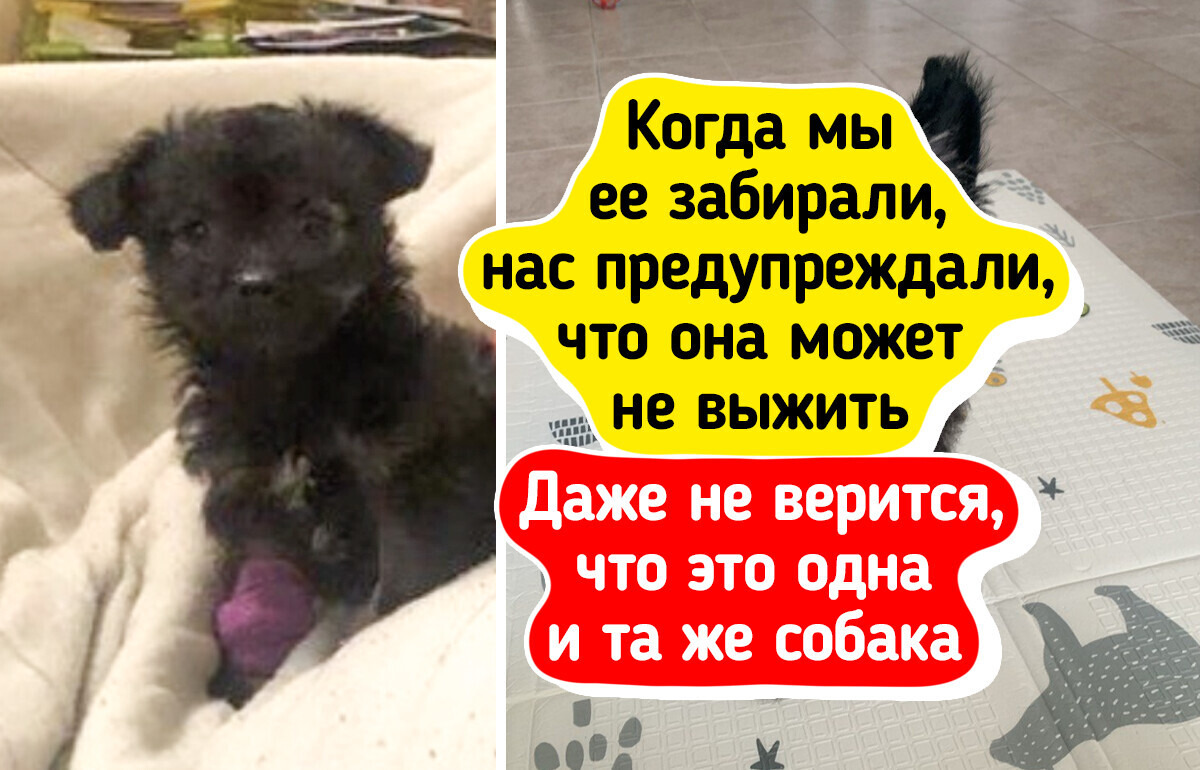 15 пушистиков, которые обрели дом и буквально засияли от счастья
