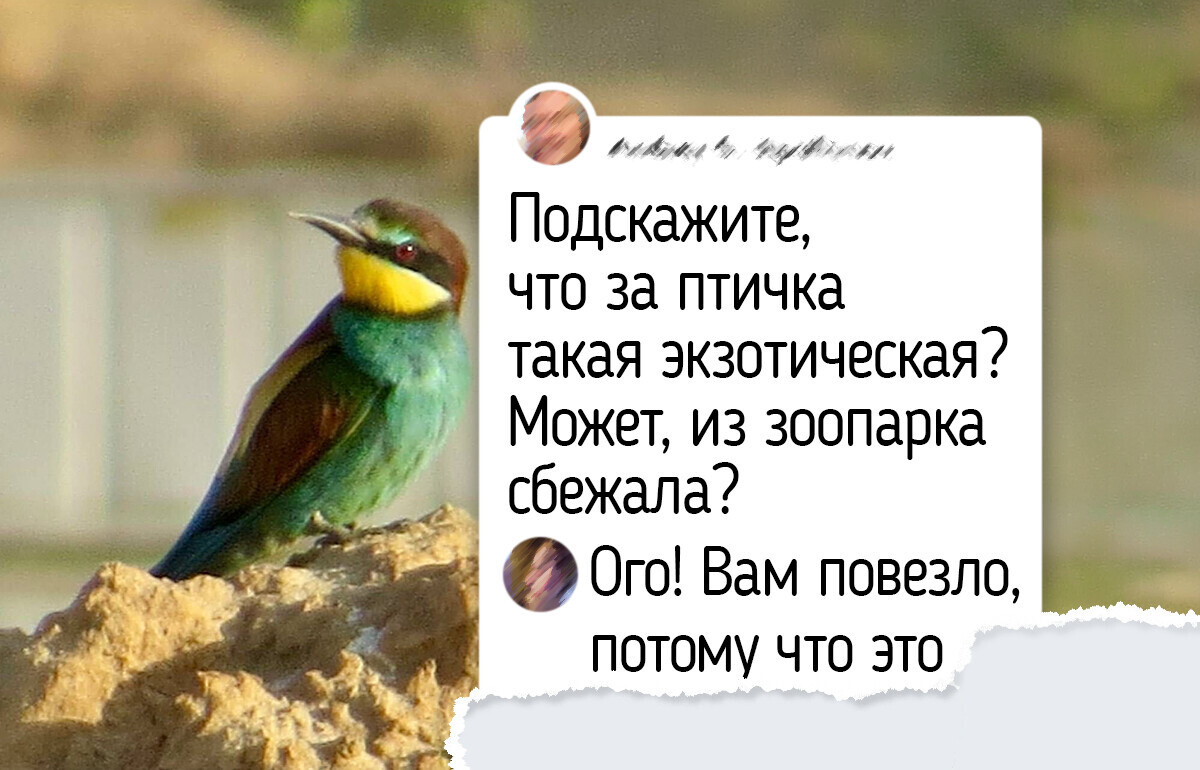 19 удивительных птиц, которых можно встретить на обычной прогулке — достаточно внимательно смотреть по сторонам