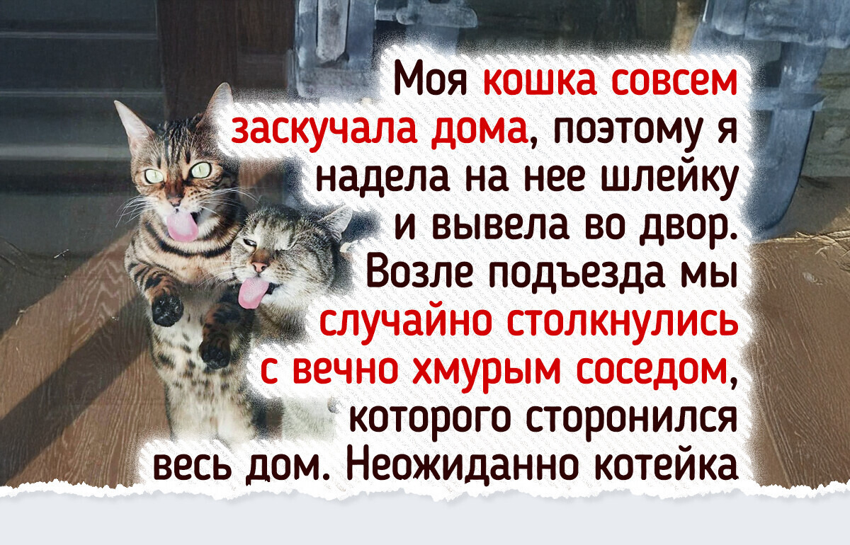 10 потребностей кошки, о которых забывают даже добрые хозяева