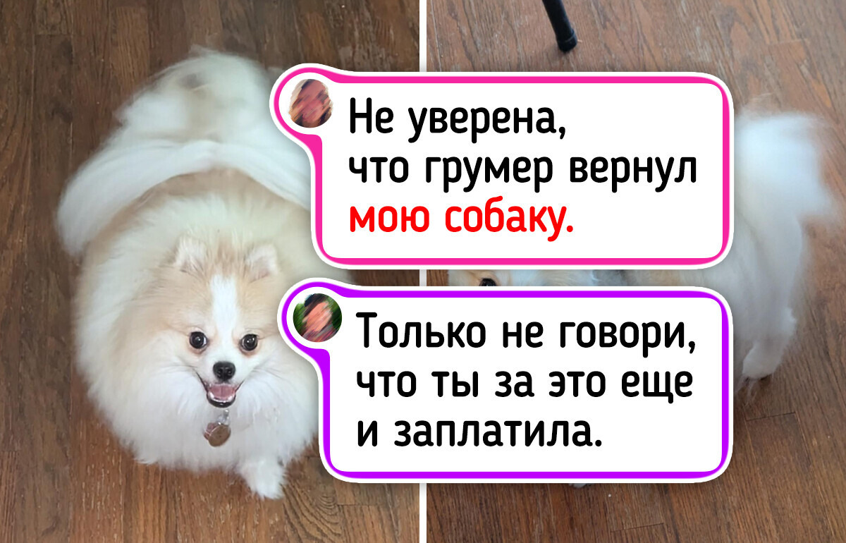 15+ зачетных снимков домашних животных до и после «салона красоты»