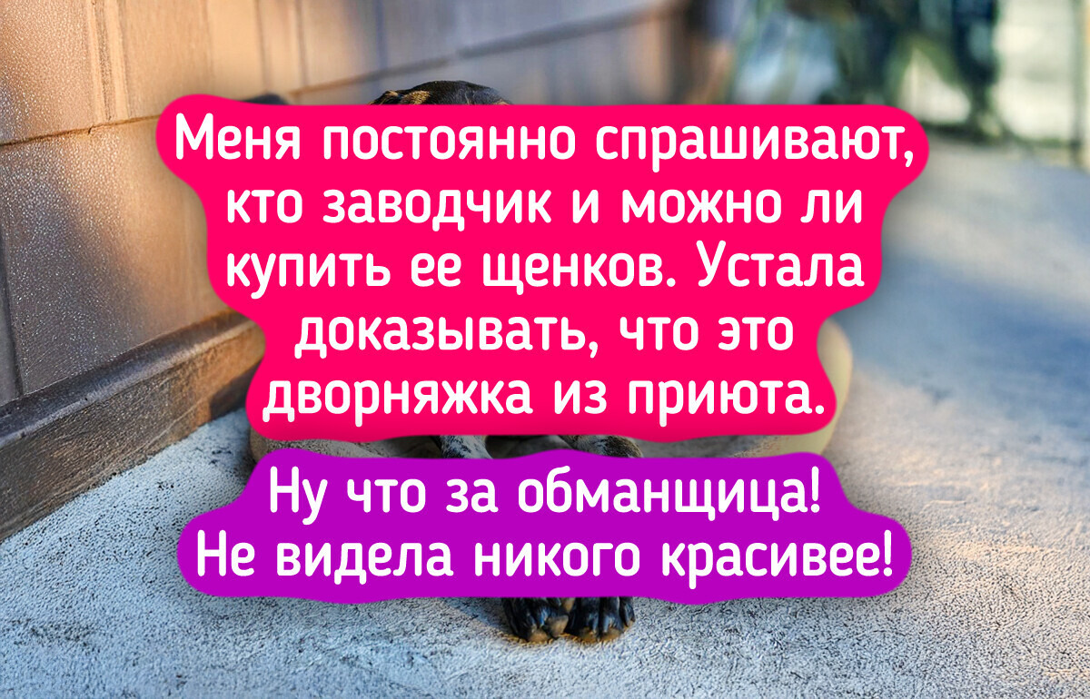 20 собак, чьи родословные — загадка, а красота — очевидна 20 собак, чьи родословные — загадка, а красота — очевидна