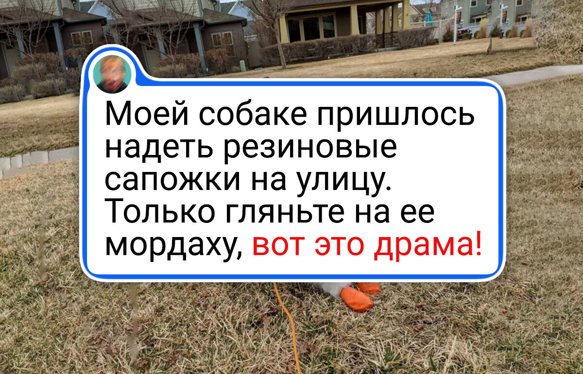 18 пушистиков, которые учудили так учудили. И превратили день в комедию 18 пушистиков, которые учудили так учудили. И превратили день в комедию