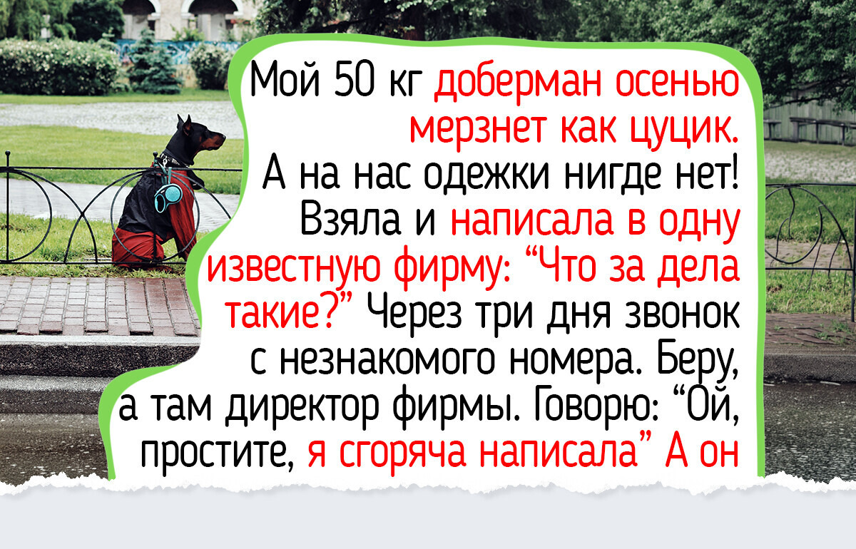 8 пород собак: кому осенью пригодится свитер, а кому обычно хватает собственной шерсти 8 пород собак: кому осенью пригодится свитер, а кому обычно хватает собственной шерсти