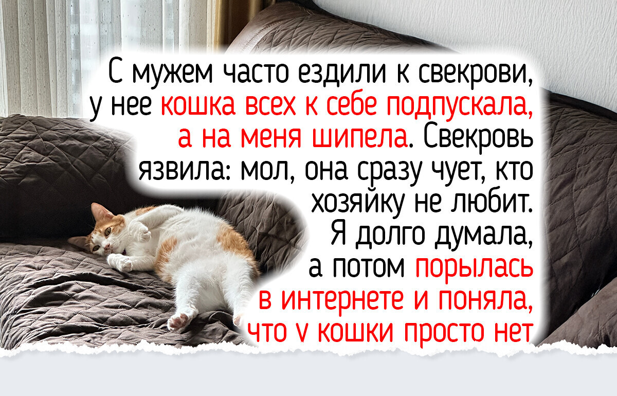 6 фактов о привычках кошек, которые сделают счастливее и вас, и вашего питомца 6 фактов о привычках кошек, которые сделают счастливее и вас, и вашего питомца