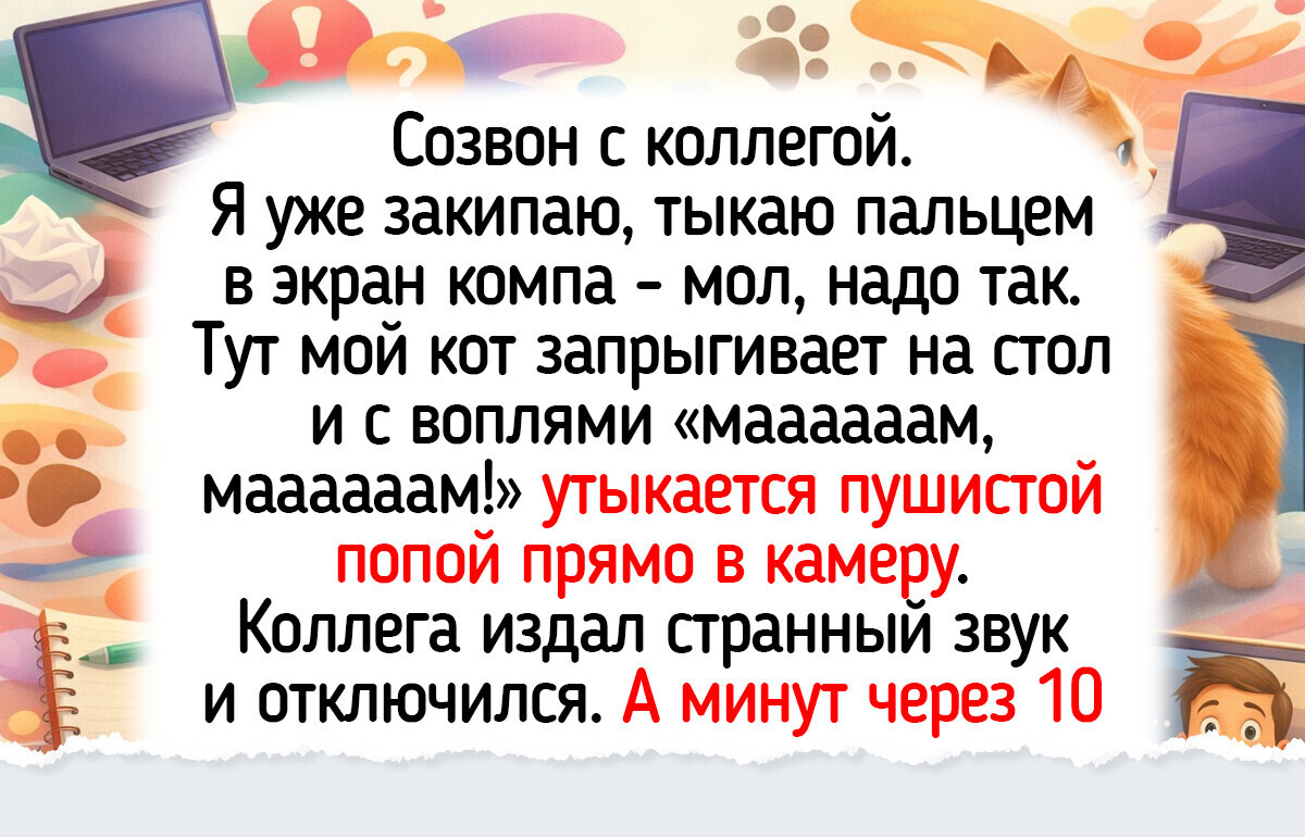 20+ котиков, у которых свое мнение насчет личного пространства хозяина