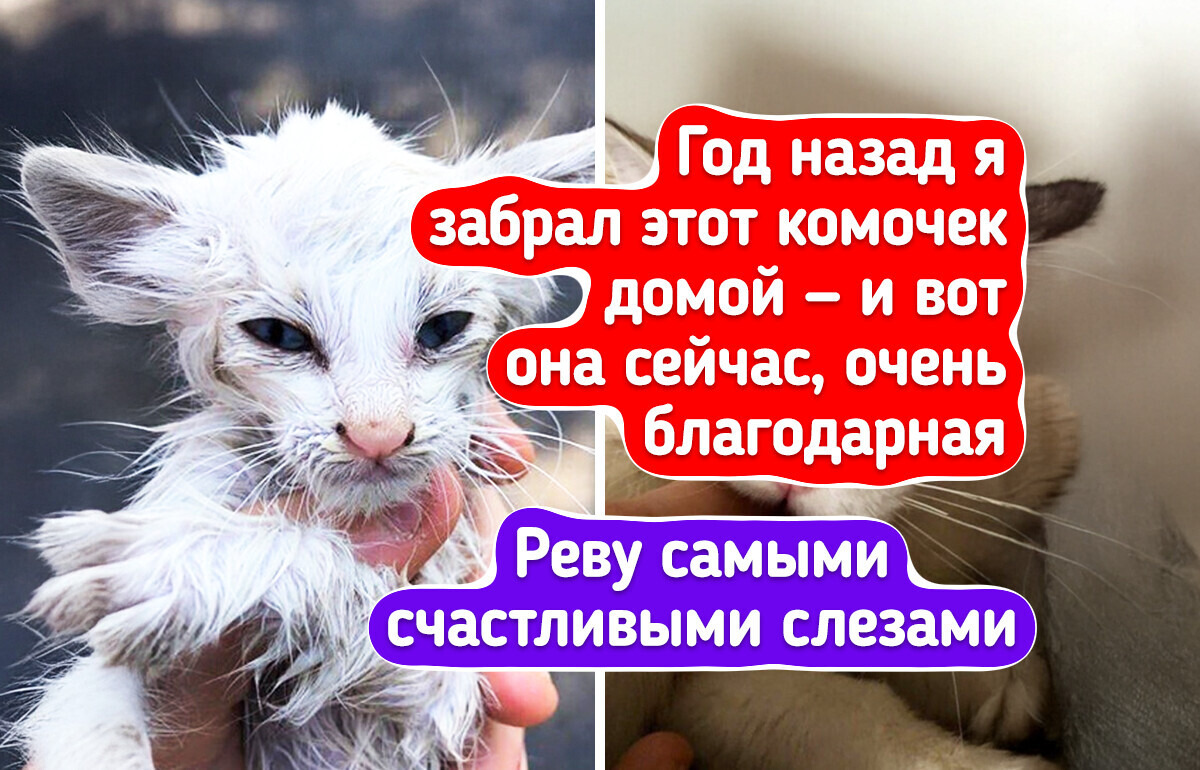 17 человек, которые дали бездомным животным шанс начать новую жизнь 17 человек, которые дали бездомным животным шанс начать новую жизнь