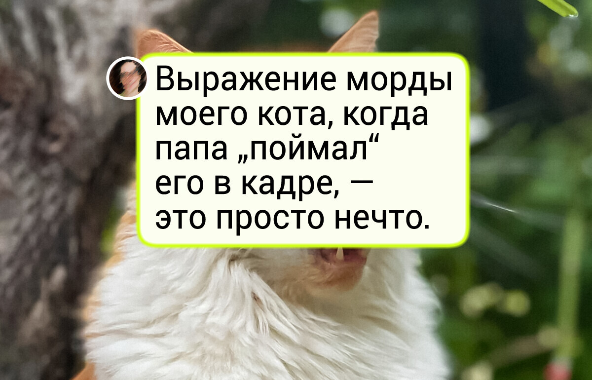 24 хвостатых, чьи мордочки лучше любого мемa 24 хвостатых, чьи мордочки лучше любого мемa