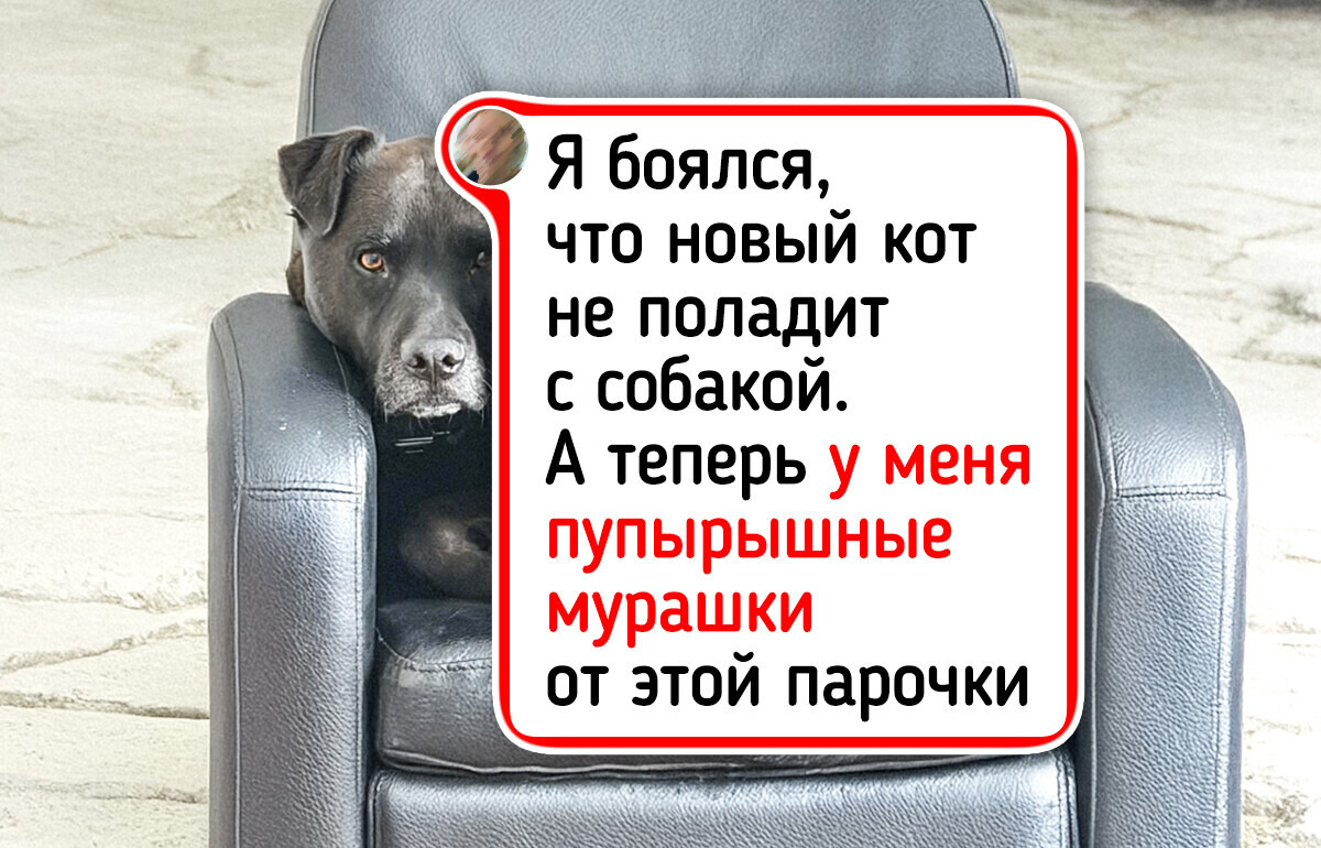 20 доказательств того, что у каждого питомца есть свой лучший друг. И не всегда двуногий