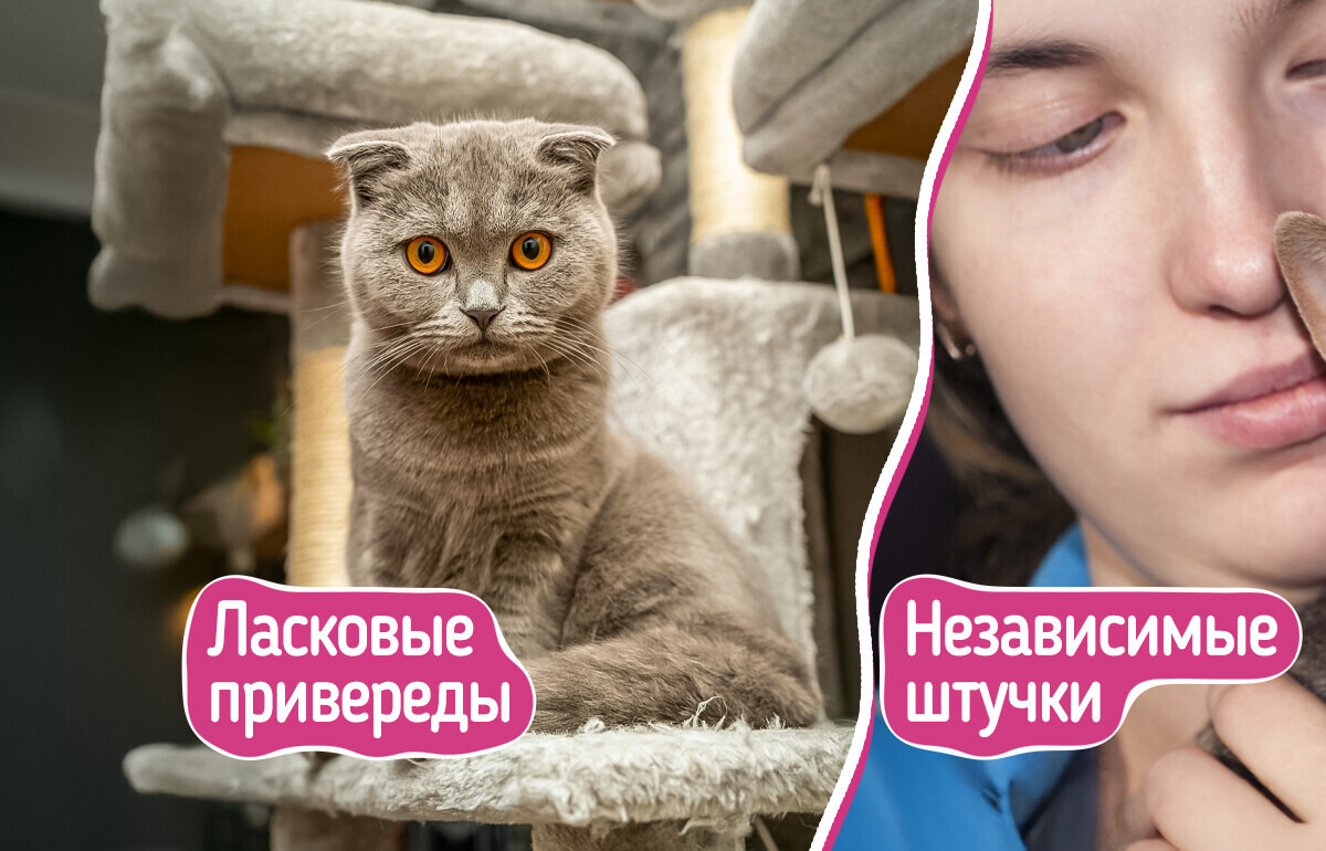 8 своенравных пород кошек, которые точно знают, кто в доме хозяин 8 своенравных пород кошек, которые точно знают, кто в доме хозяин
