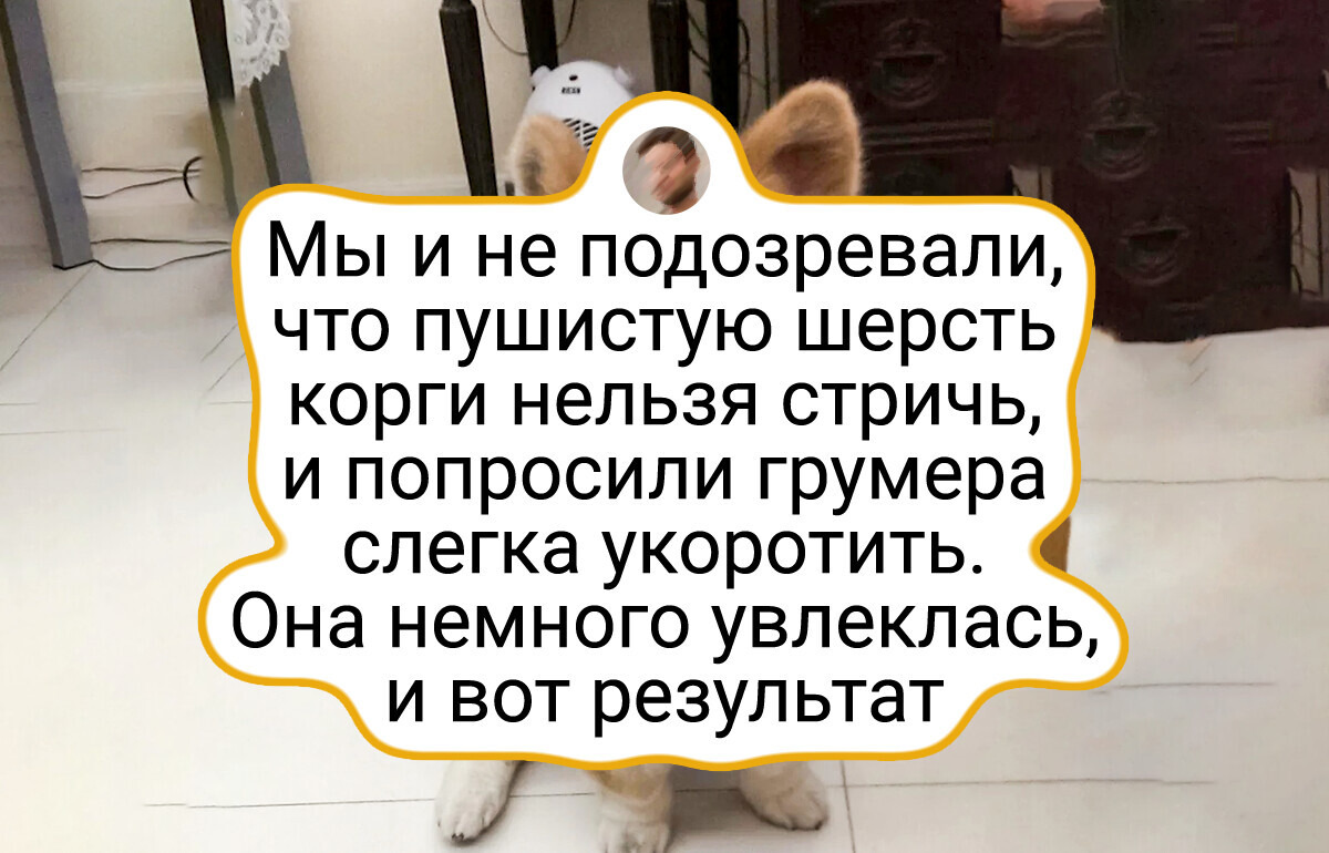 20 случаев, когда стрижка превратила пушистика в совершенно другое существо