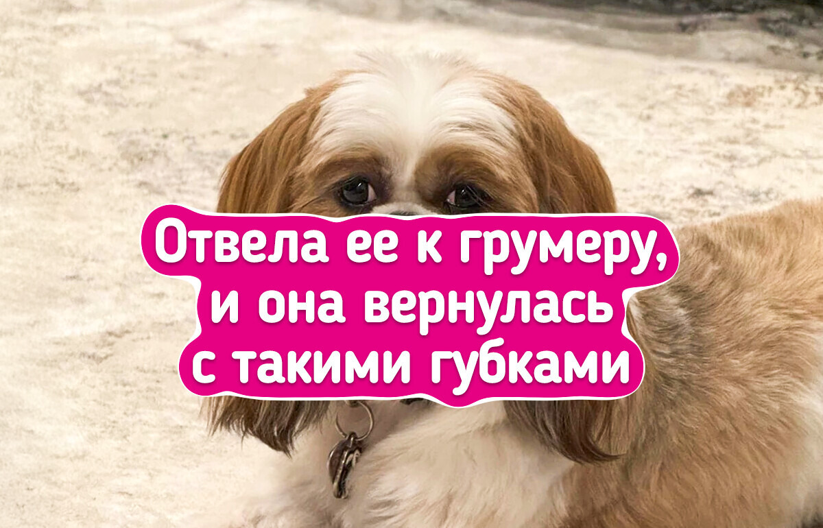 17 хвостатых, которые такие эмоции выдают, что хоть сейчас в кино — 16.03.26