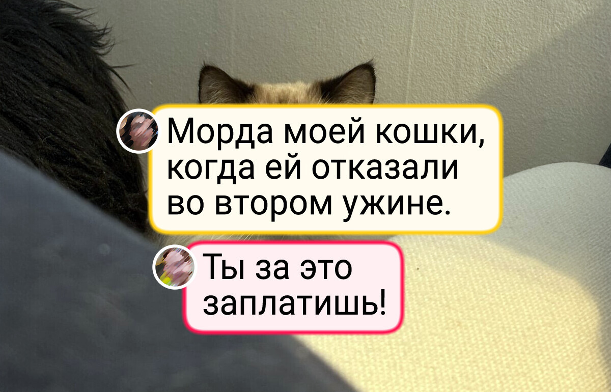 25 домашних любимцев, которые могут и поддержать, и рассмешить своих двуногих