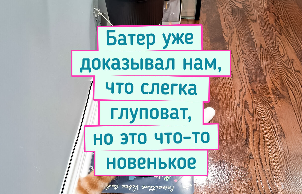 16 фото котов, которые, кажется, сломались и забыли, как быть котами 16 фото котов, которые, кажется, сломались и забыли, как быть котами