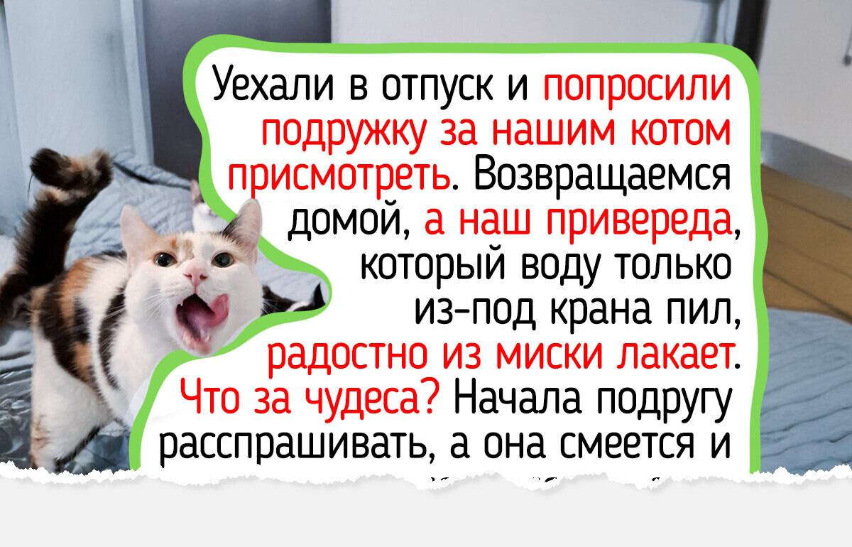 10 летних мелочей в уходе за питомцем, о которых порой забывают даже самые любящие и добрые хозяева