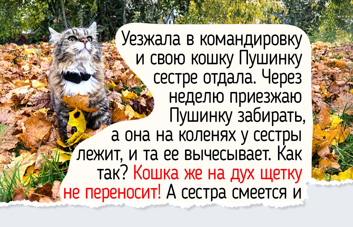 8 деталей ухода за питомцем осенью, о которых забывают обитатели городских квартир