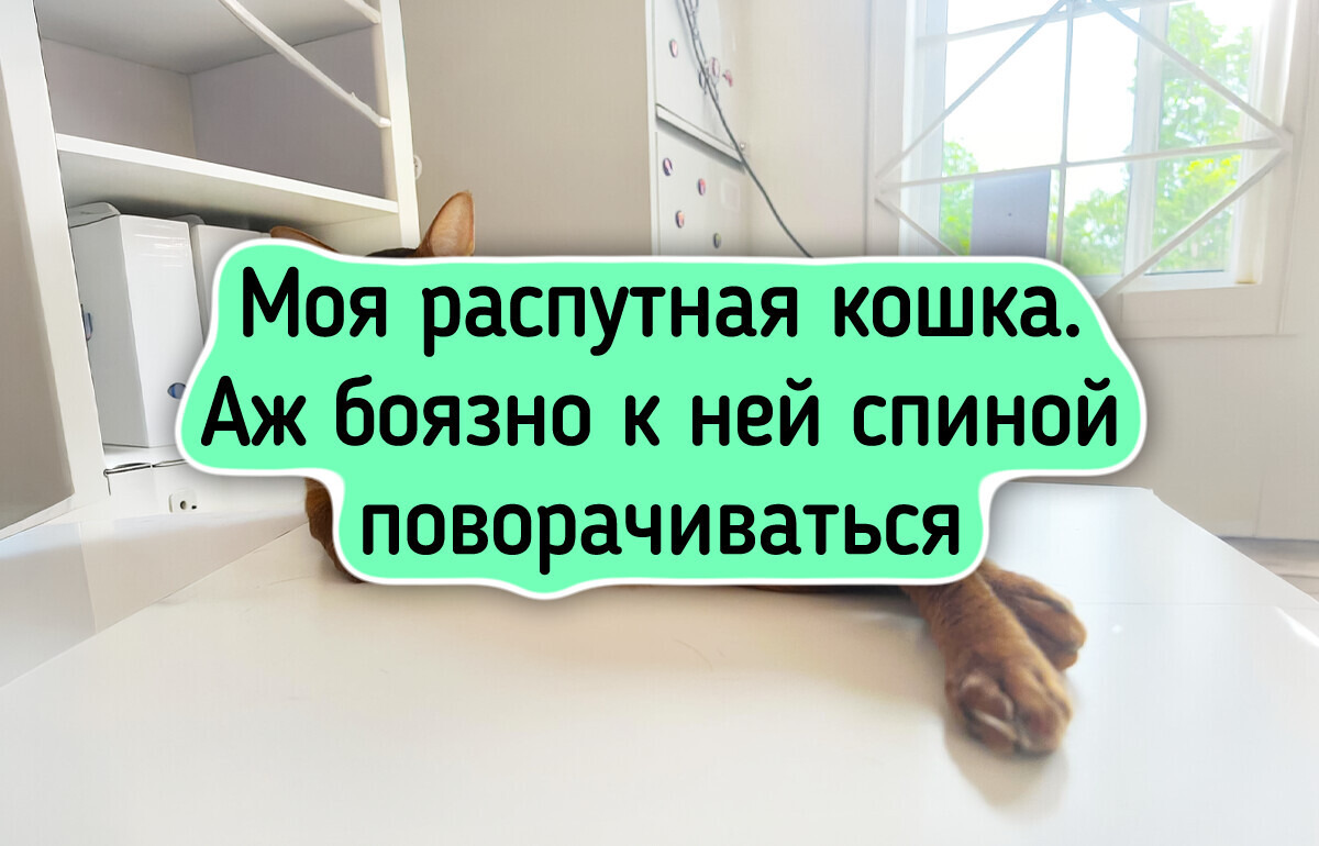 17 котеек с такой внешностью, что им пора подписывать контракт с модельным агентством