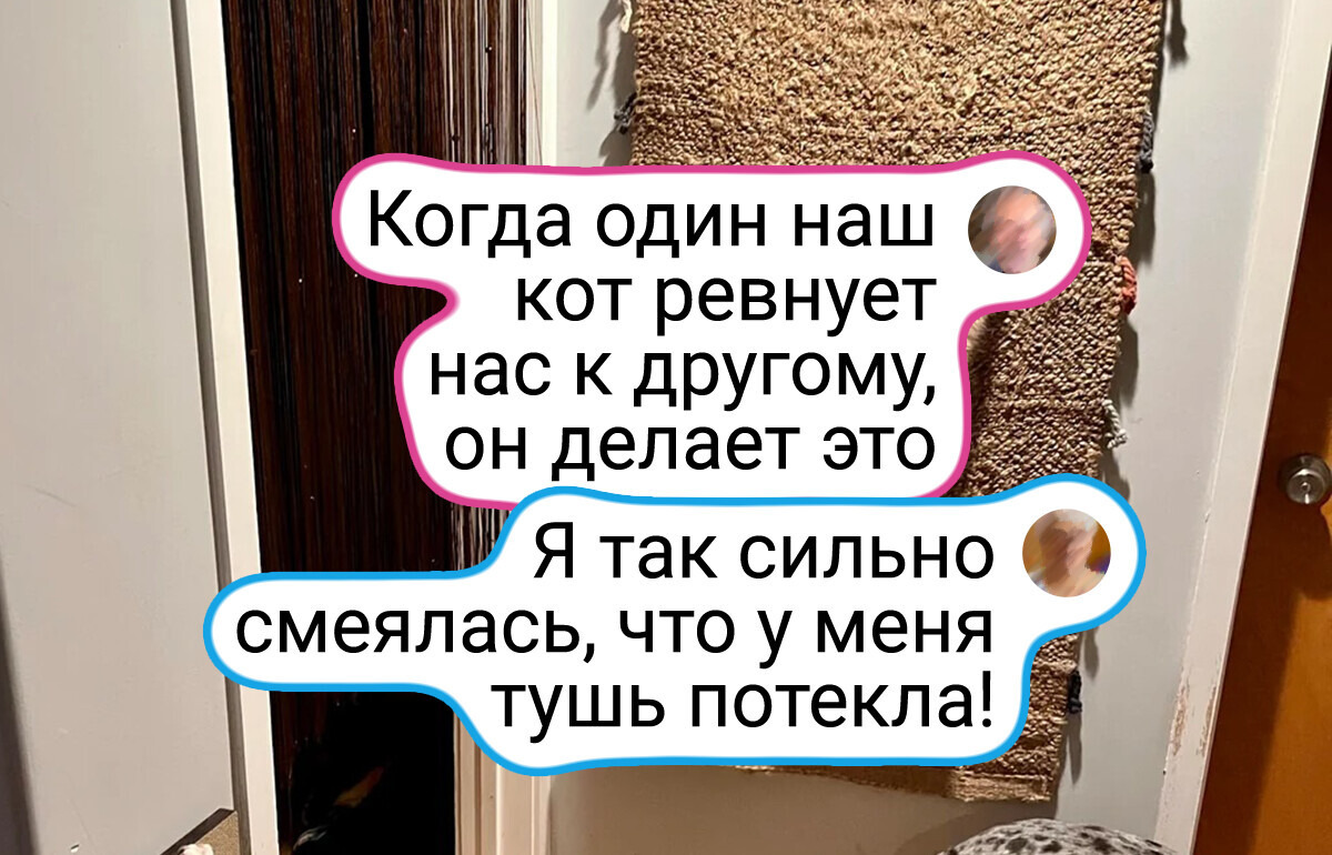 20+ доказательств, что коты заставят вас испытать все эмоции, хотите вы того или нет