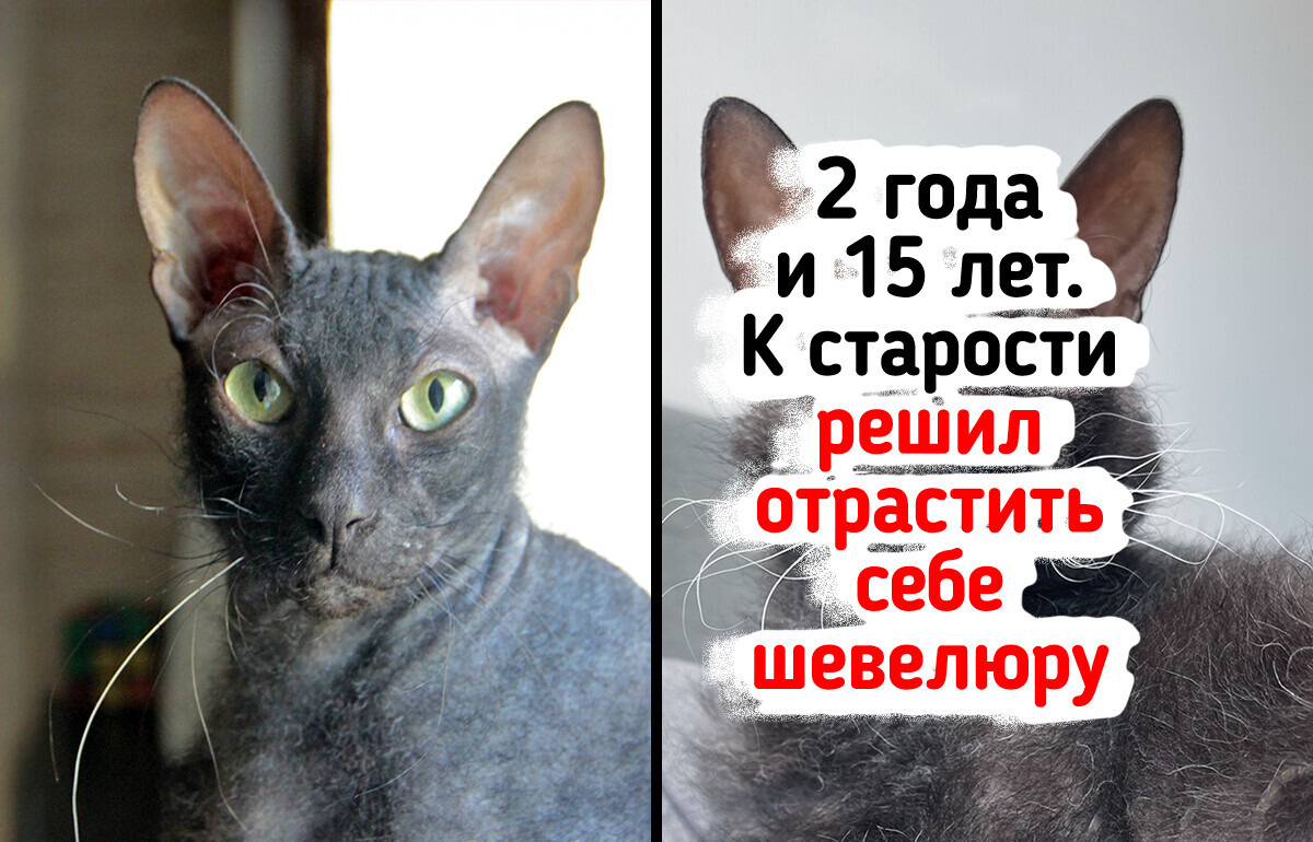 20+ человек поделились фото своих питомцев в детстве и сейчас, и это ну просто милота 20+ человек поделились фото своих питомцев в детстве и сейчас, и это ну просто милота