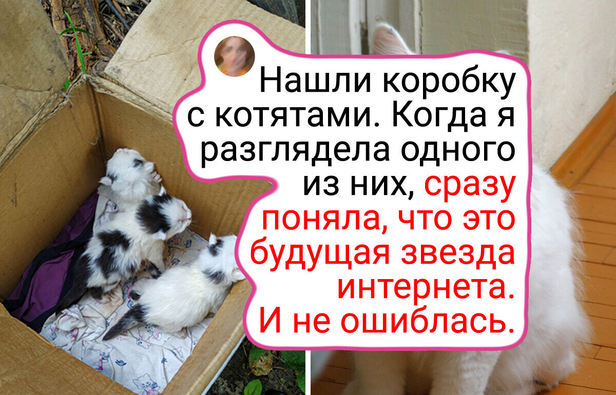 Вчера помещался на ладони, а сегодня командует домом: 18 пушистиков, которые выросли, но не растеряли обаяния