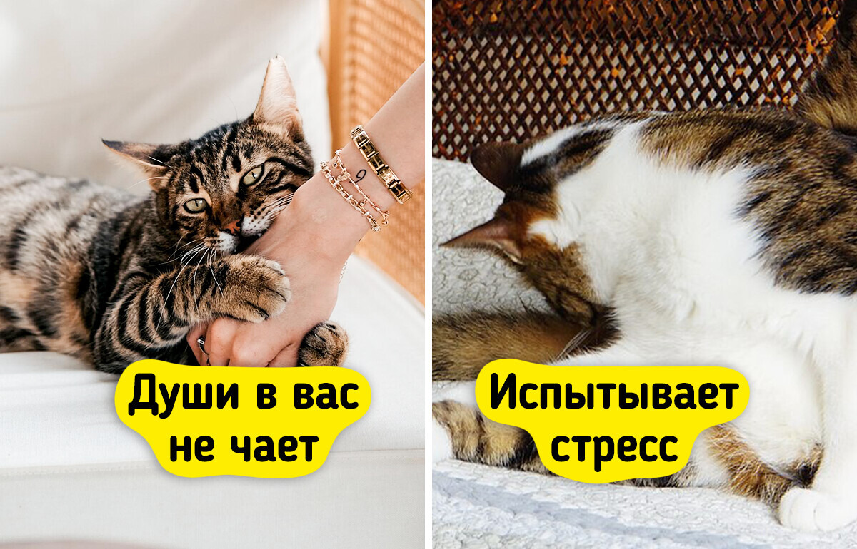 7 признаков того, что ваша кошка счастлива с вами 7 признаков того, что ваша кошка счастлива с вами