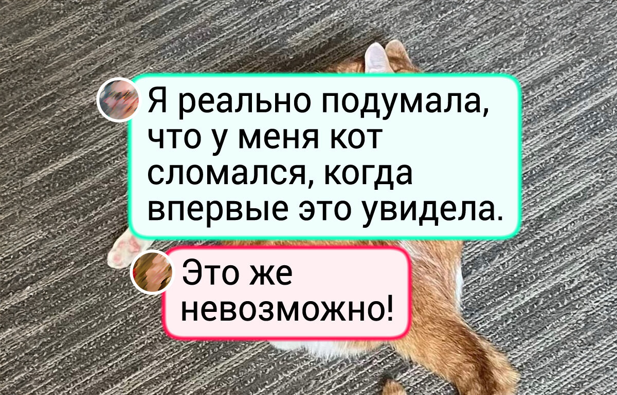 16 котиков, которые спят в таких позах, что у йогов бы спину свело 16 котиков, которые спят в таких позах, что у йогов бы спину свело