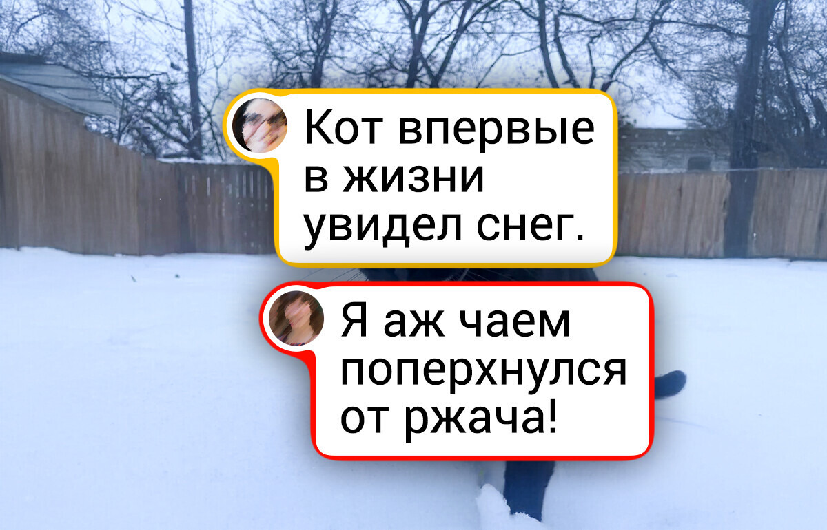 Когда грация вышла из чата: 20 уморительно неудачных фото животных