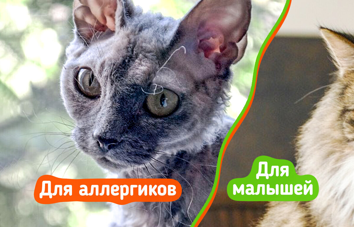 7 пород кошек, которых стоит присмотреть для ребенка 7 пород кошек, которых стоит присмотреть для ребенка