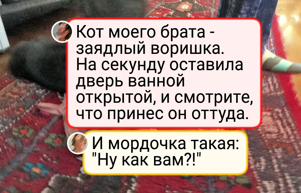 15+ пушистых хулиганов, которые спалились по полной и даже усом не повели