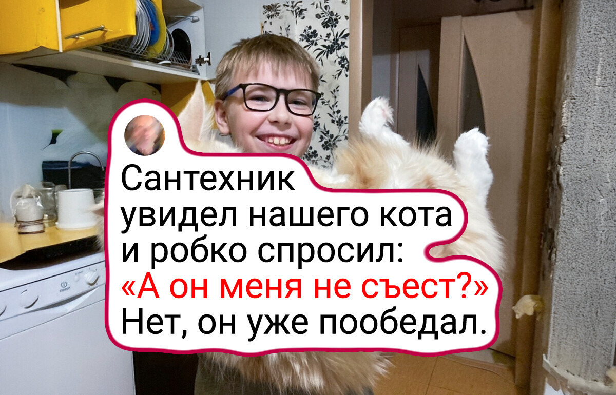 20+ живых примеров того, что хорошего кота должно быть много