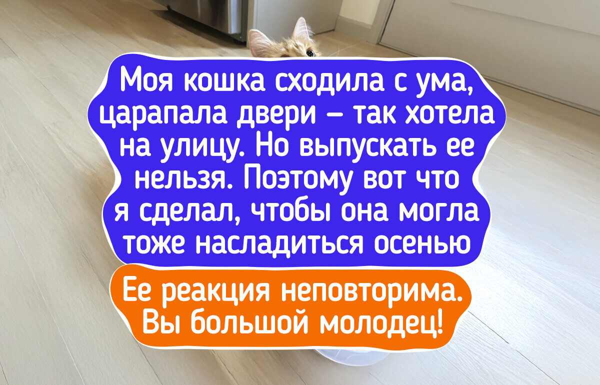 20 котов и собак, которые нырнули в осень с головой (и в лужу тоже) 20 котов и собак, которые нырнули в осень с головой (и в лужу тоже)