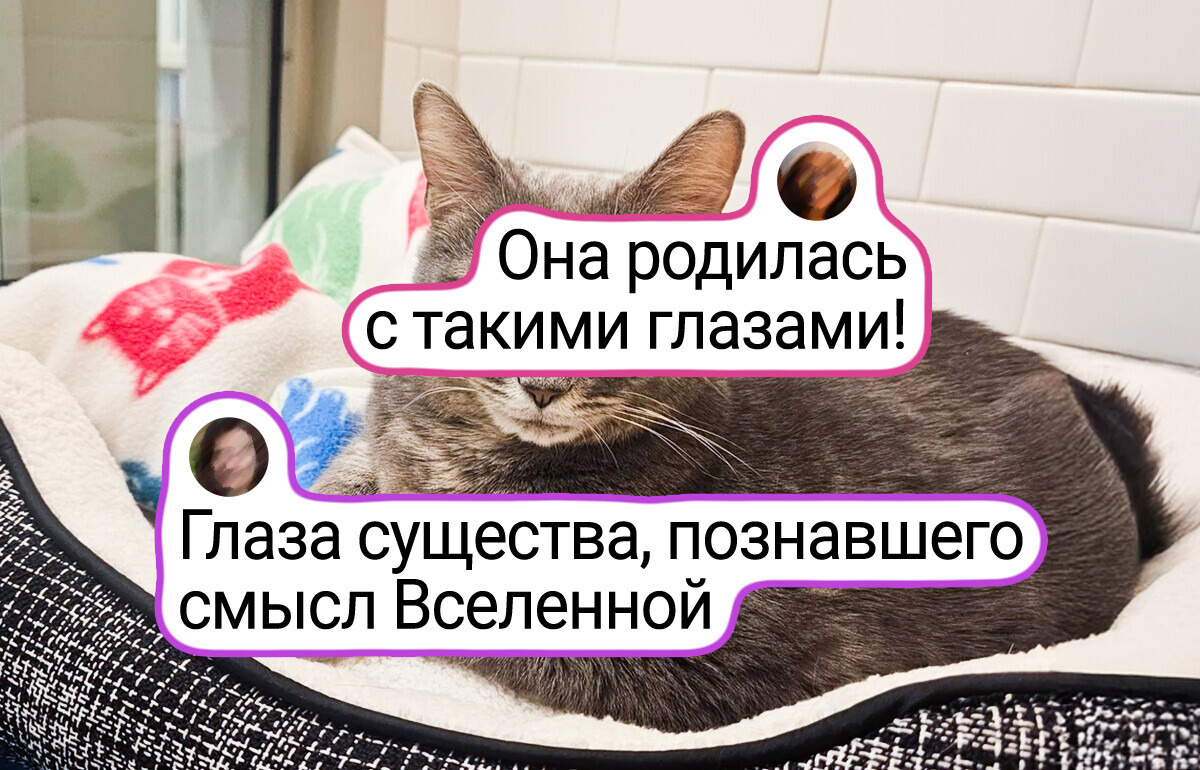 15+ животных, чья мимика настолько богата, что им позавидует любой голливудский актер