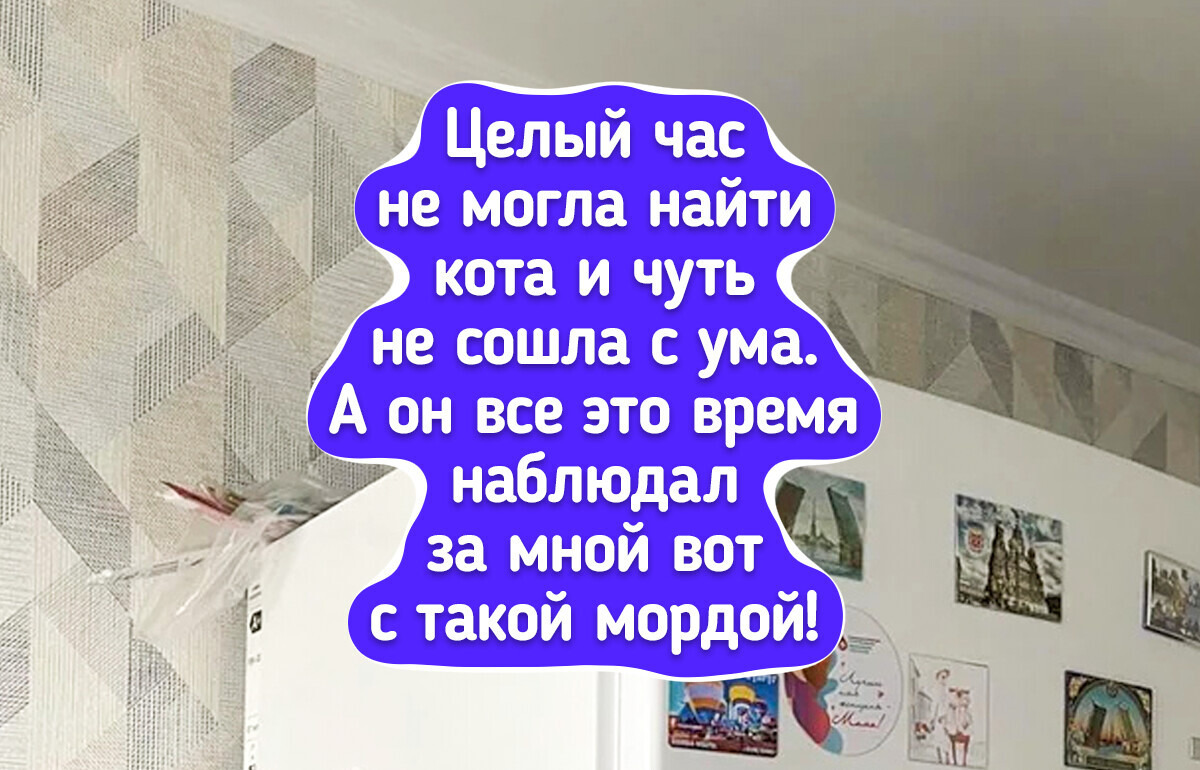 25 снимков, на которых питомцы спрятались лучше любого шпиона 25 снимков, на которых питомцы спрятались лучше любого шпиона