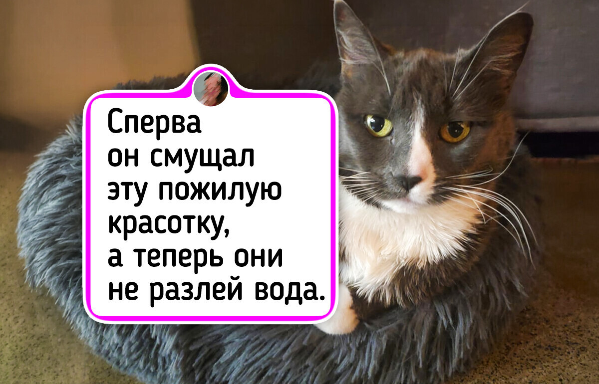 16 необычных пар животных, чья искренняя дружба ломает привычные стереотипы