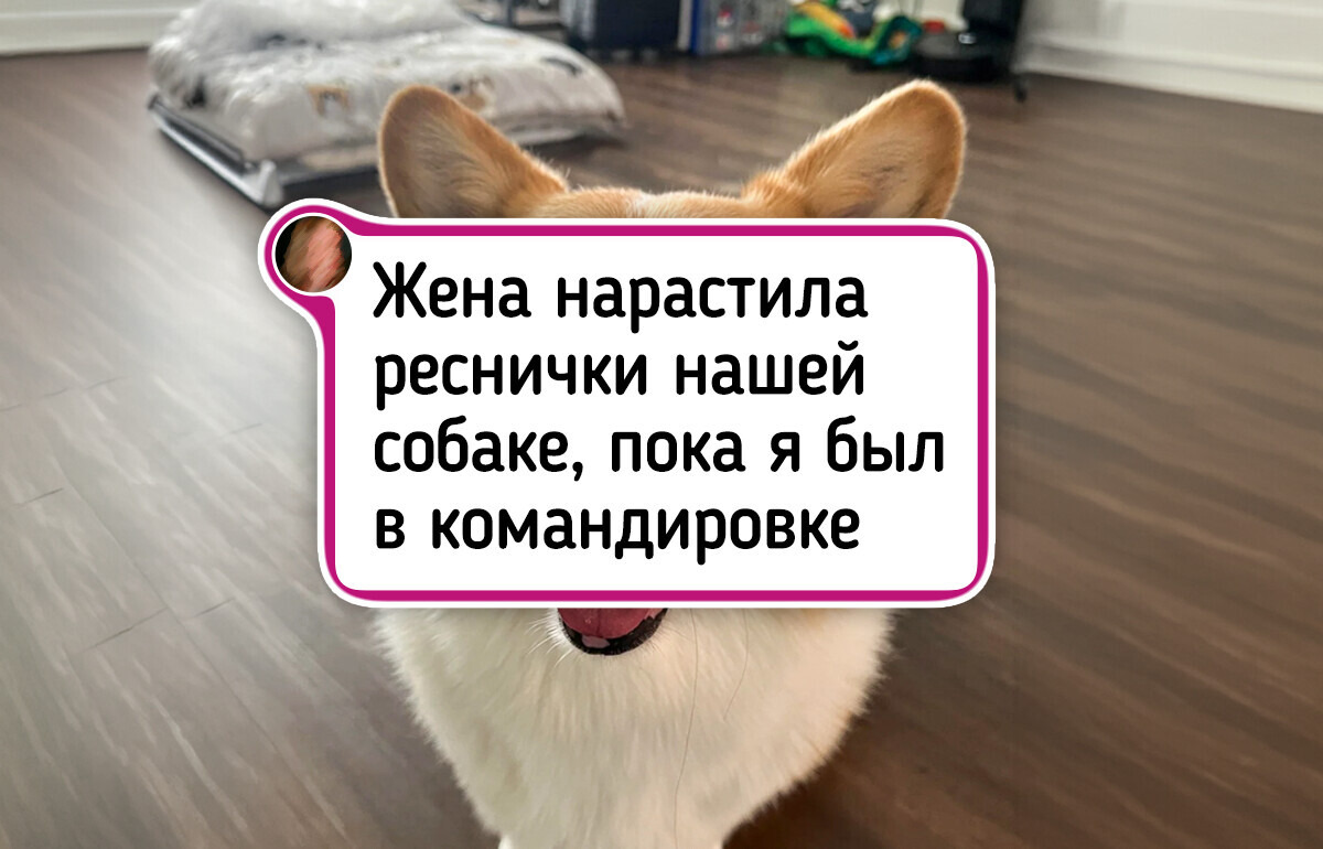 19 хвостатых друзей, которых хочется с нежностью обнять прямо через экран