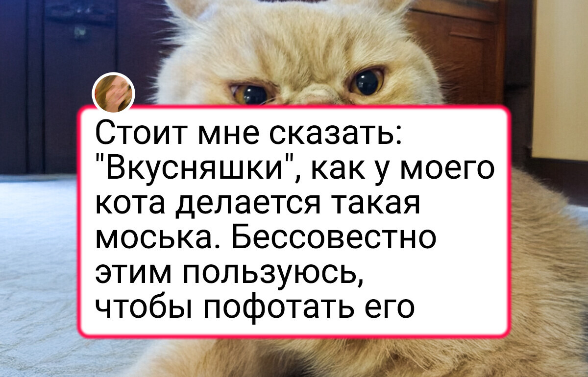 20+ потешных питомцев, которые такую эмоцию выдали, что хоть стой, хоть падай