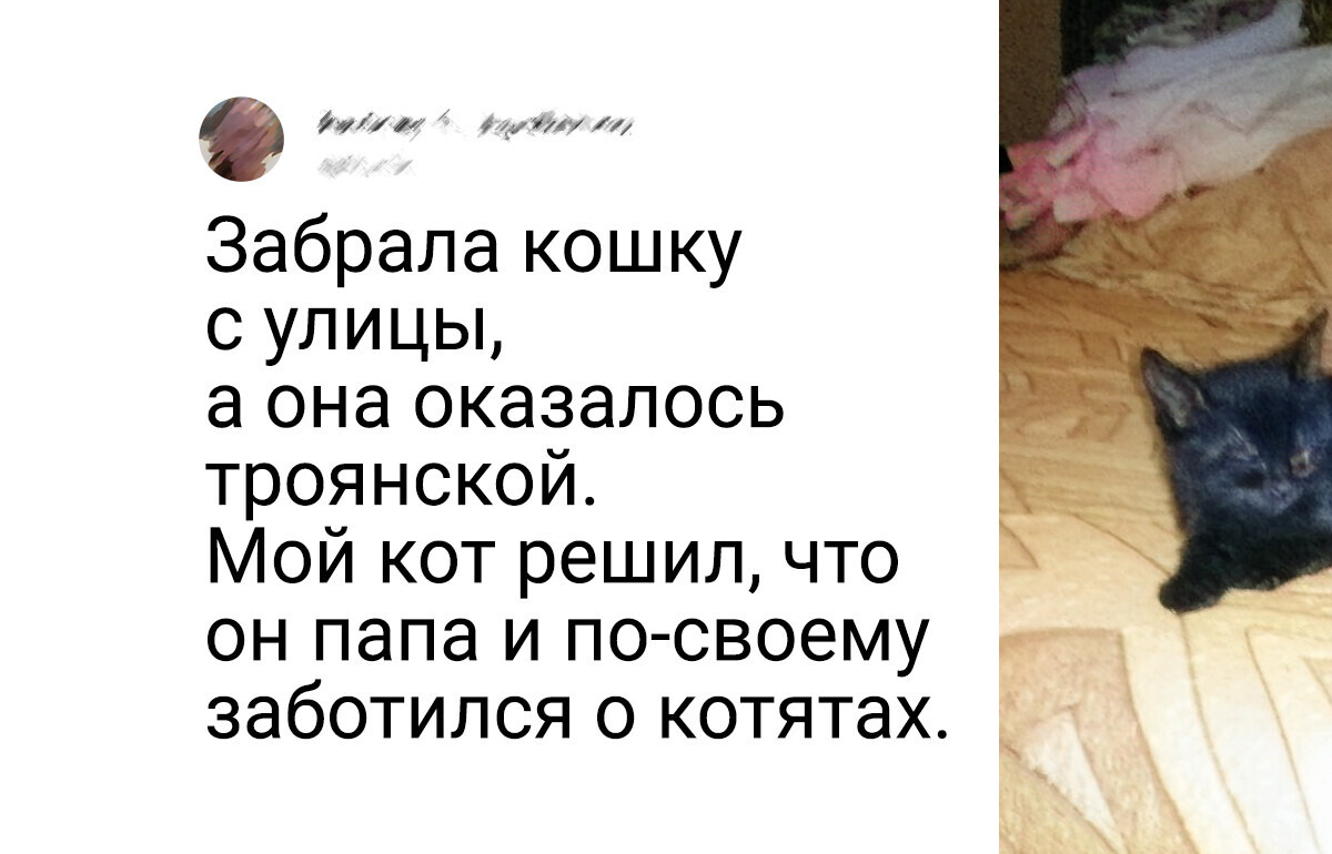 17 хозяев, которым одного котика или собачки было явно недостаточно