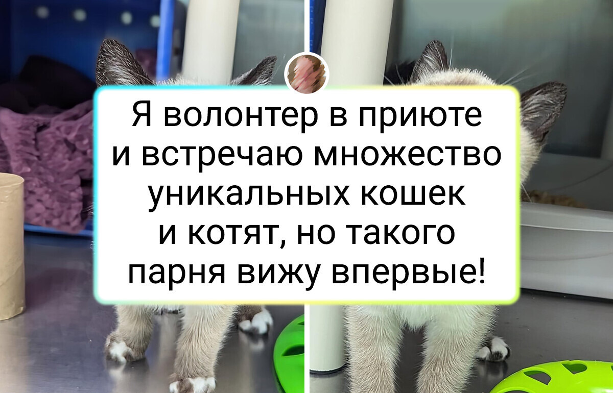 14 усатых-полосатых из приюта, которые мигом подобрали ключик к сердцу человека