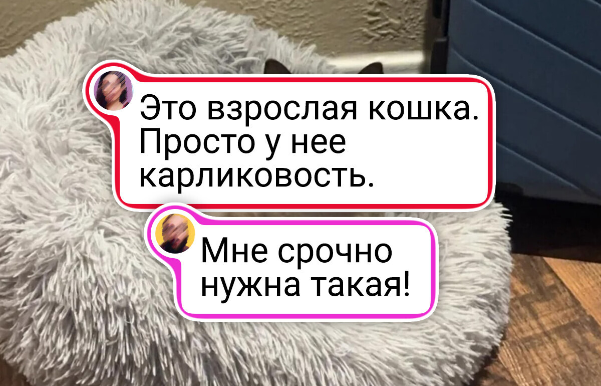 20+ животных, которые случайно превратили обычное фото в шедевр 20+ животных, которые случайно превратили обычное фото в шедевр