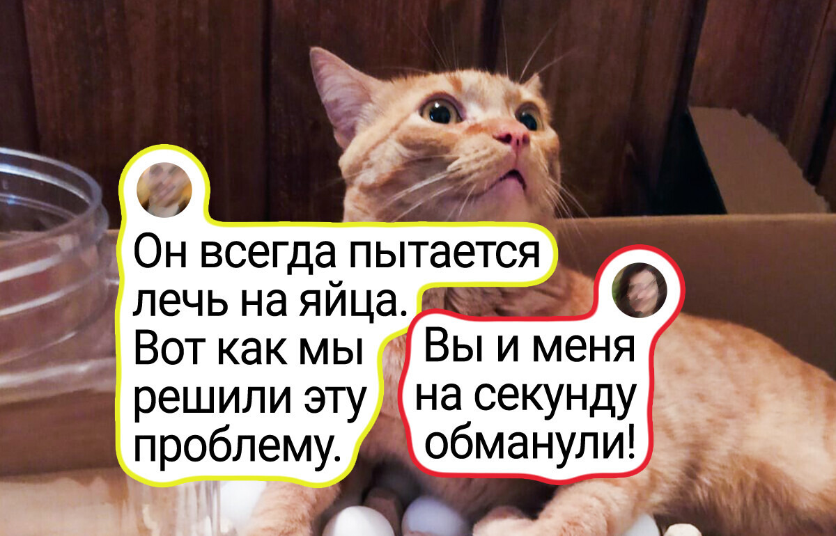 15 животных, от чьих причуд одновременно глаза на лоб лезут, и на смех пробирает 15 животных, от чьих причуд одновременно глаза на лоб лезут, и на смех пробирает