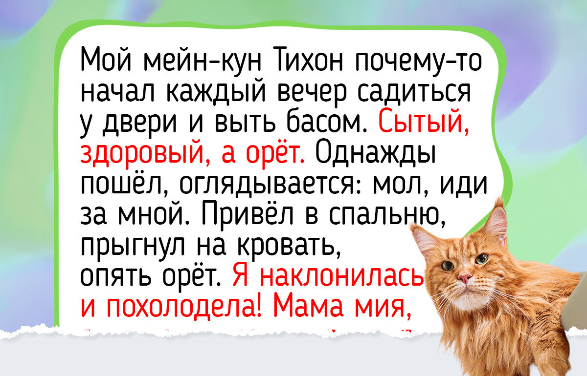 10 добрых пород кошек с душой ретривера для тех, кто ищет ласкового друга
