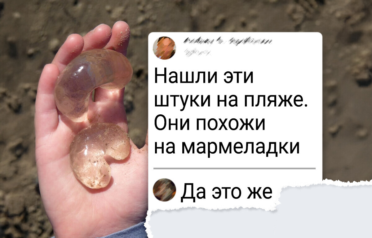 12 обитателей океанских глубин, которые выглядят, как гости с другой планеты